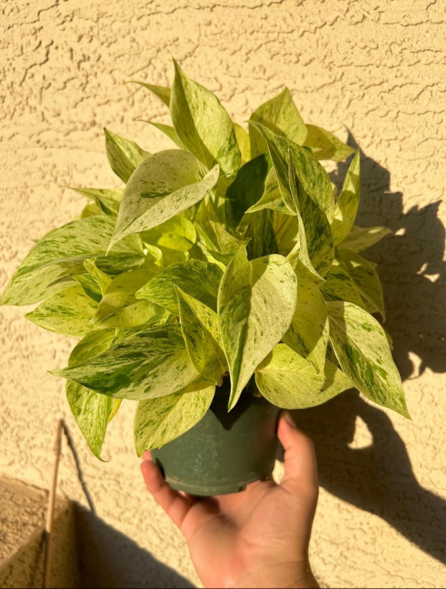 Snow Queen Pothos - Plant and Clay Nook
