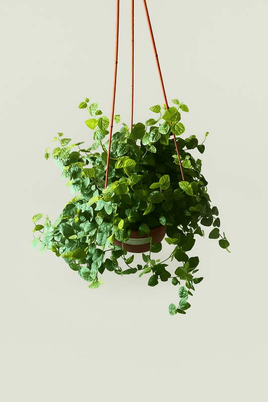 Creeping Fig - Plant and Clay Nook
