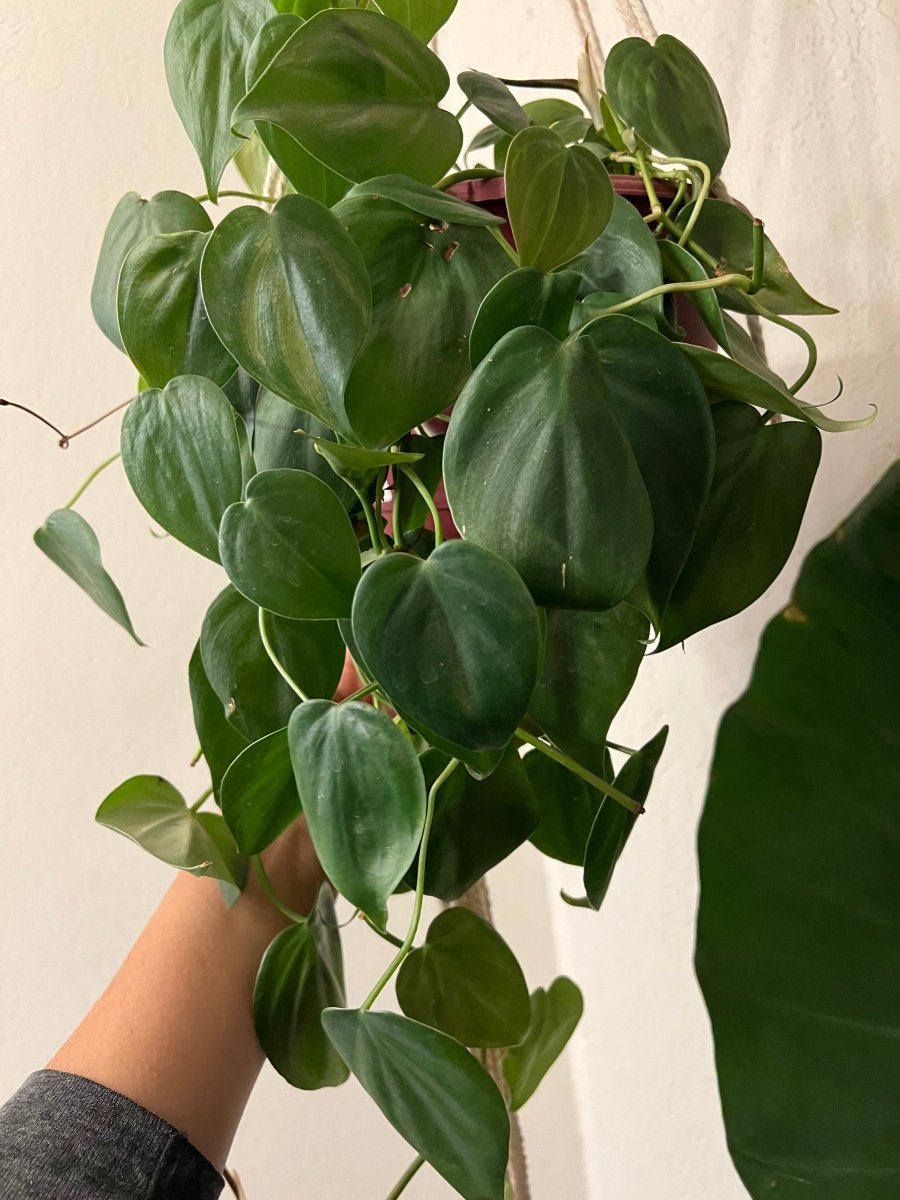 Heartleaf Philodendron - Plant and Clay Nook