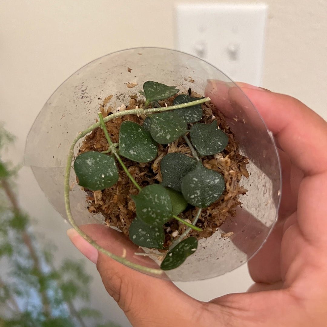 Hoya Curtisii - Plant and Clay Nook