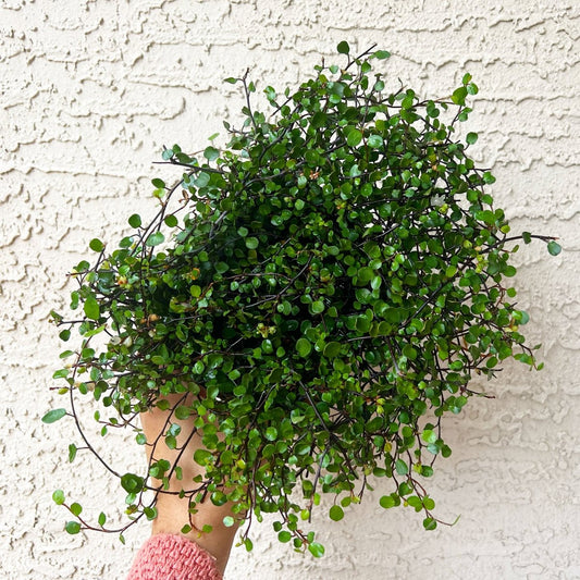 Maidenhair Vine - Plant and Clay Nook