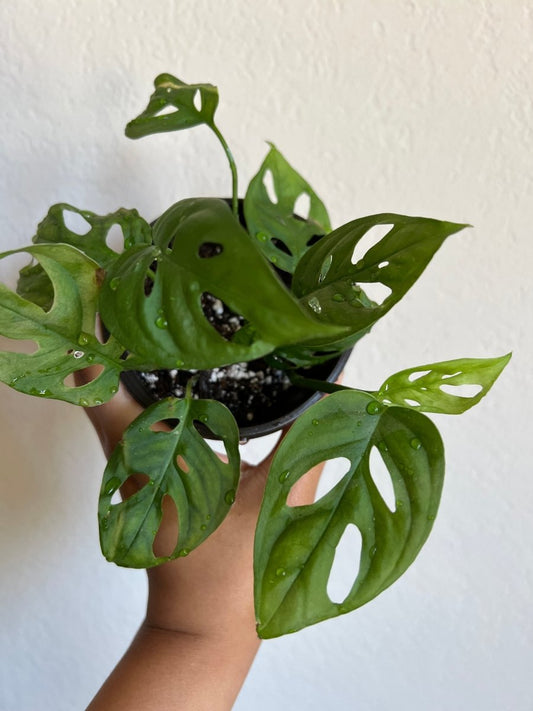 Monstera Adansonii - Plant and Clay Nook