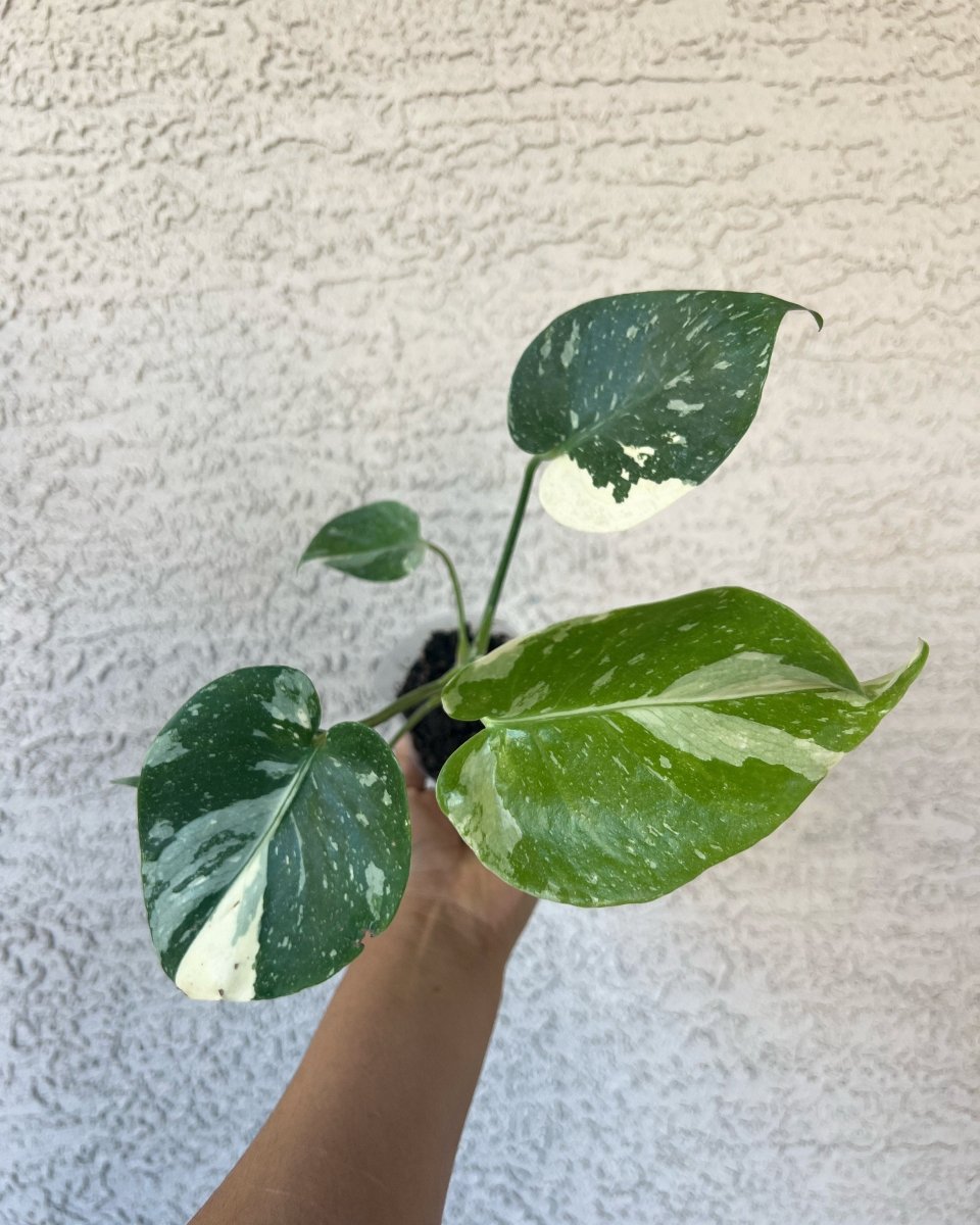 Monstera Thai Constellation - Plant and Clay Nook