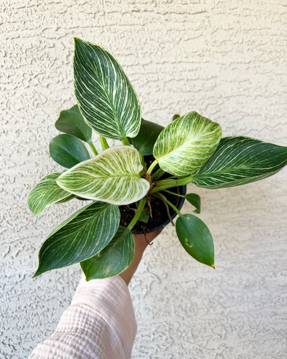 Philodendron Birkin - Plant and Clay Nook