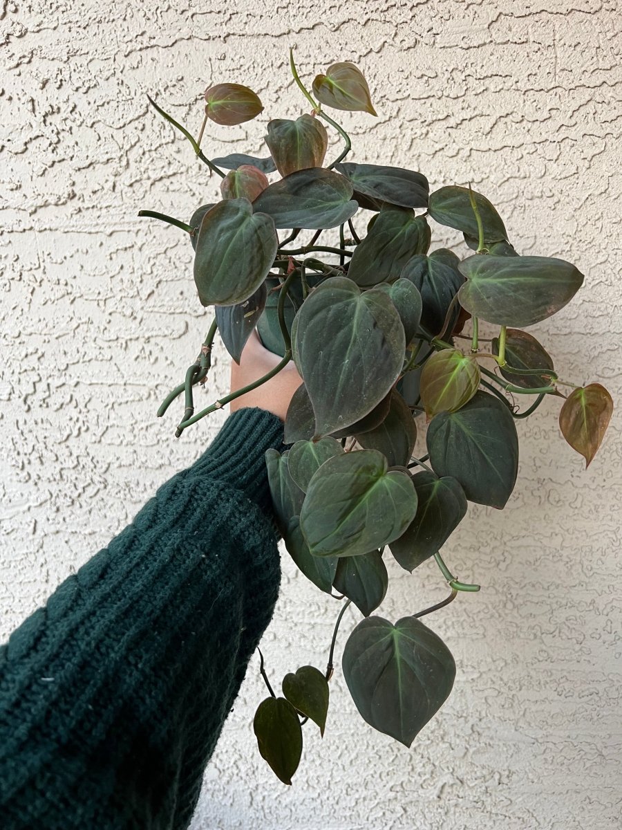 Philodendron Micans - Plant and Clay Nook