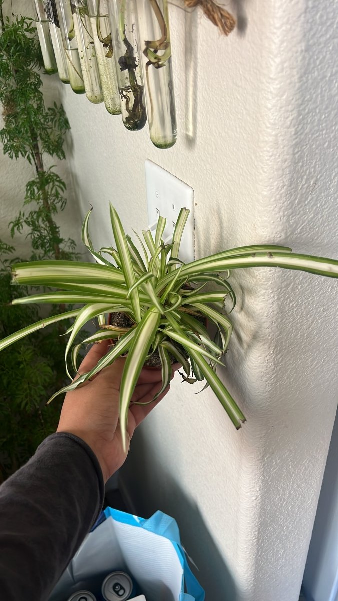Spider Plant - Plant and Clay Nook