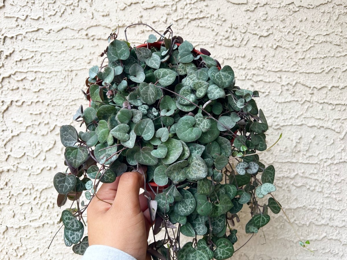 String of Hearts - Plant and Clay Nook