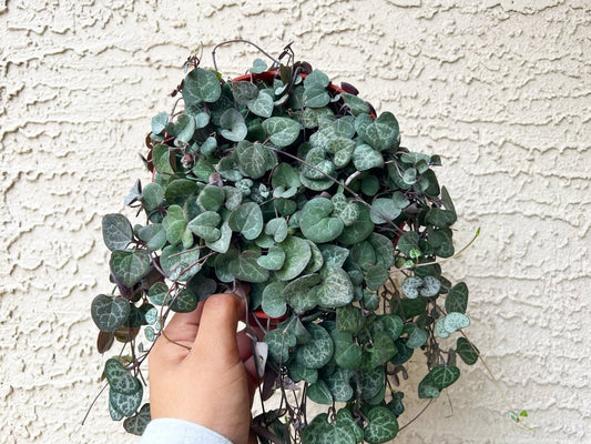 String of Hearts - Plant and Clay Nook