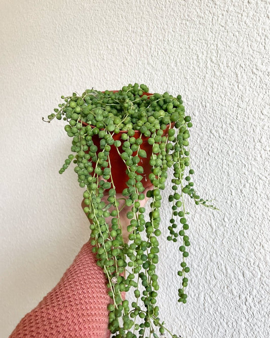 String of Pearls - Plant and Clay Nook