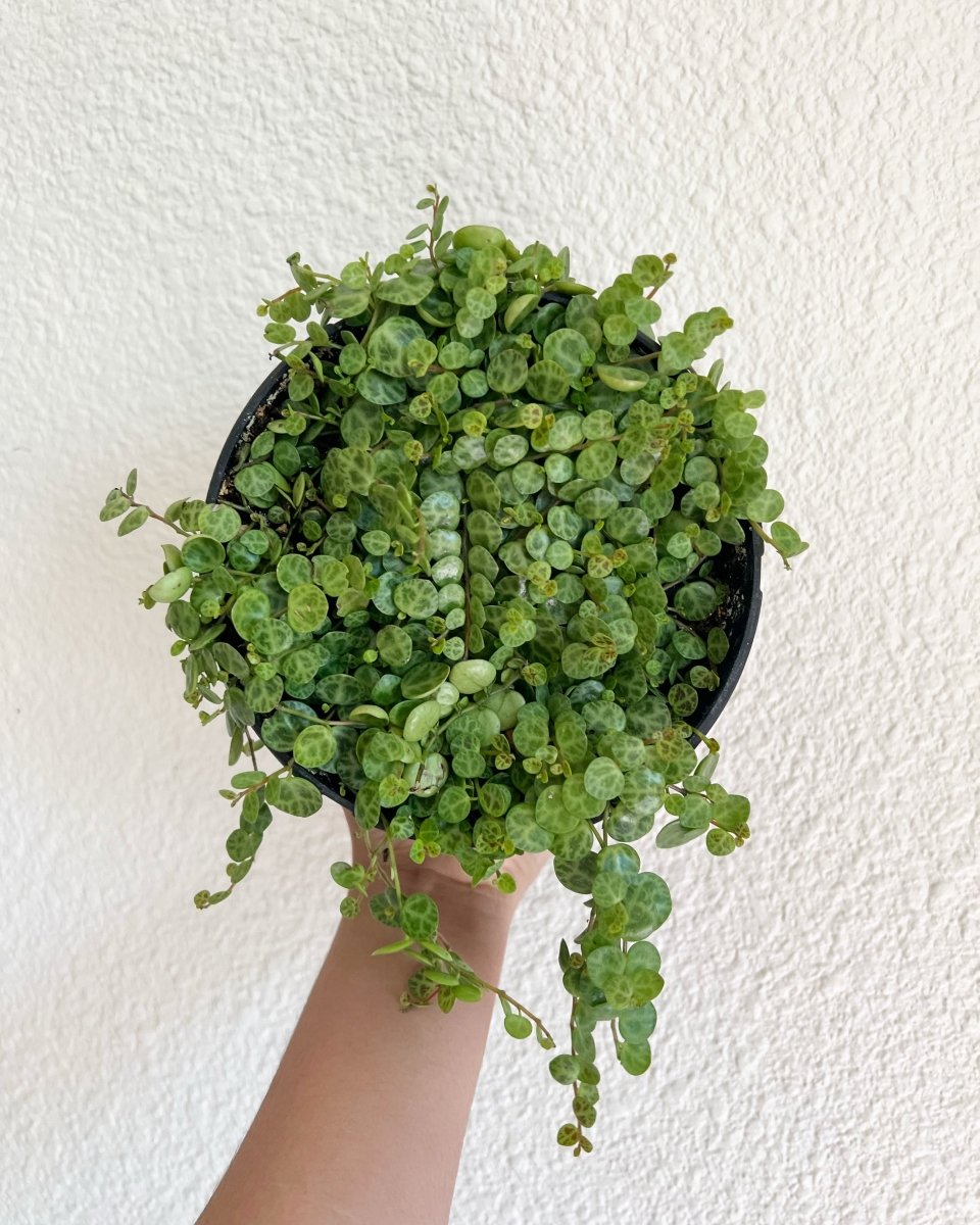 String of Turtles - Plant and Clay Nook