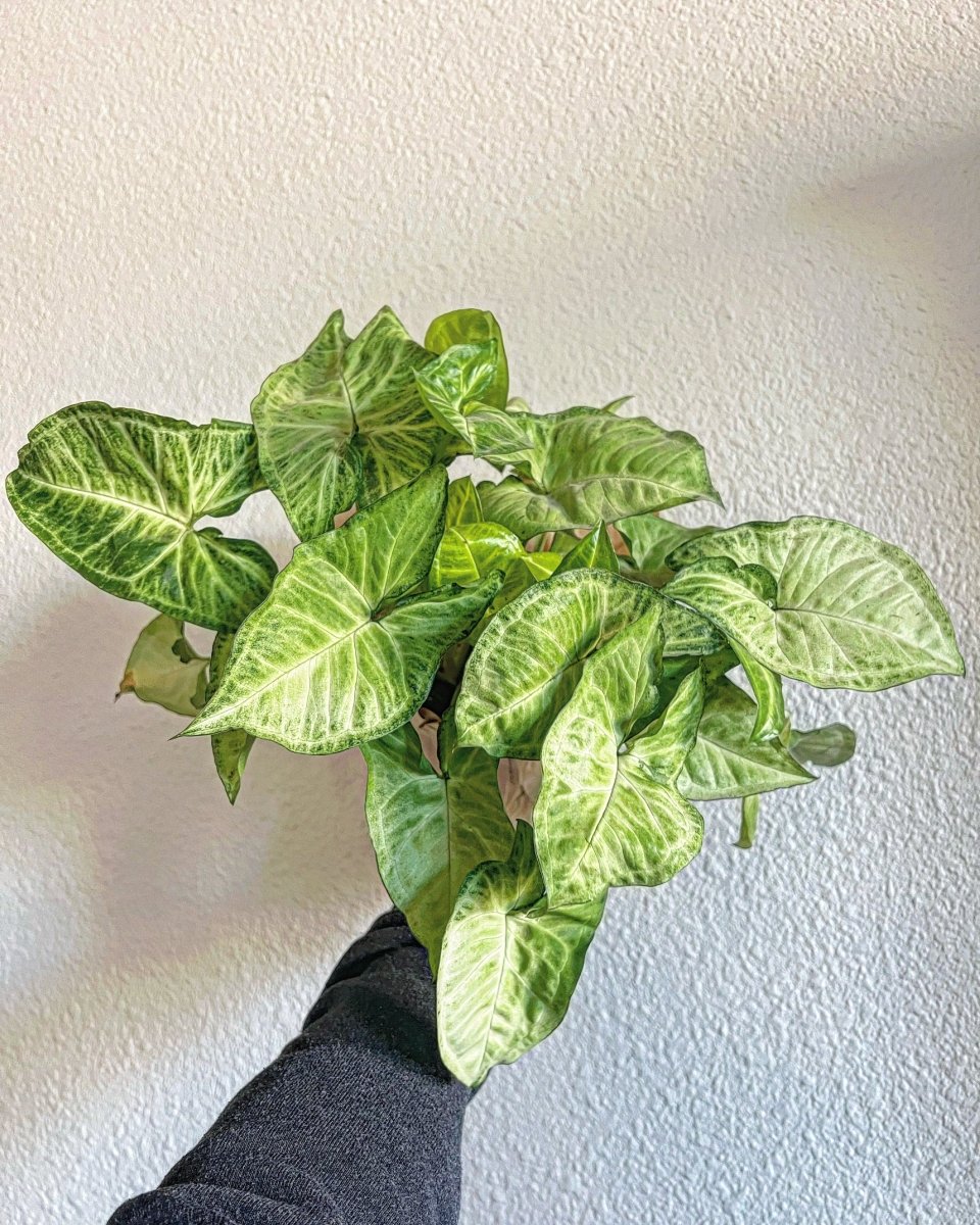 Syngonium White Butterfly - Plant and Clay Nook
